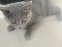 British Shorthair Kediler