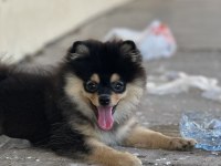4 Aylık Dişi Pomeranian