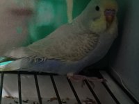 2 Aylık Erkek Rainbow Yavru Muhabbet Kuşu