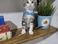 Ücretsiz 2 aylık kedilerimi sahiplendirme