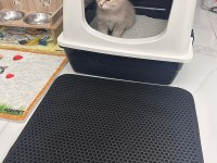 2 Aylık British Yavrumuz