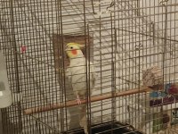 Erkek lutino sultan papağanı