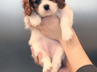 Cavalier king charles yavruları