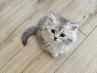 Muhteşem Chinchilla Kedisi Bebeklerim Ömürlük Yuvalarını Bekliyor