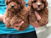 Kore Kan Redbrown Poodle Bebekler