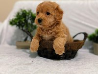 Muhteşem Baby Surat Maltipoo Bebekler