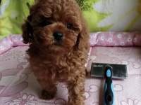 Toy Poodle Kore Mini Yavru Köpeklerimiz
