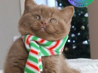 Pop star chocolate british shorthair yavrumuz
