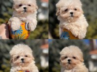 Maltese terrier boy kilo garantili türkiye'nin en seçkin yavruları