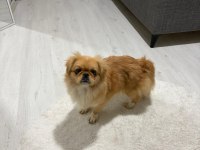 Pekinez köpeğimiz 9 aylık