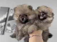 Pomeranian boo dişi ve erkek