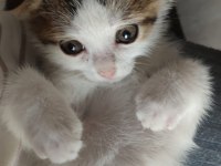 Cins Kedi Yavrusu Evcildir