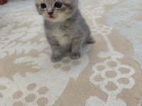 Yavru Kedilerimize Yuva Arıyoruz