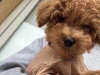 Toy poodle 2,5 - 3 aylık