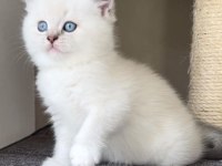 British Shorthair Yavrularımız