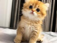 Safkan British Yavrular