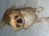 Pekinez Köpeğimiz 9 Aylık