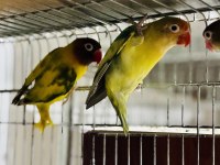 Cennet ve sevda papağanı