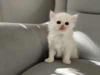 British Longhair Erkek Bebeğim