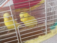 Yavru ve yetişkin çift kuşlar ve sultan papağanı