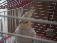 Özenle Baktığımız Papağanımız Yeni Yuvasını Arıyor