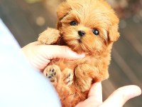 Toy poodle güzel yavrularım