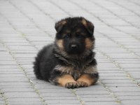 Alman Çoban Köpeği Yavruları