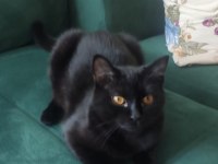 Ücretsiz baba scottish fold anne siyam 06.12.2024 doğumlu