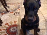 Efsane Doberman Köpeği Bebekler