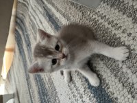 Golden British Shorthair Yavrular