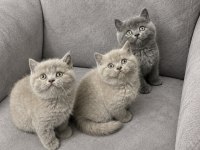 British shorthair (lilac - gri)