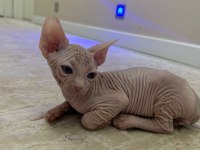 Yavru Sfenks 2 Aylık