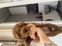 Dünyalar tatlısı poddle oğlumuz