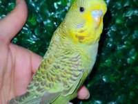 Akıllı Uysal Evin Yeni Üyesi Muhabbet Kuşu