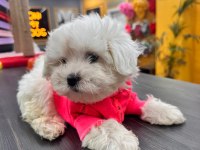 Kore maltese bebekler