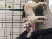 Ücretsiz Sahiplendirilecek Köpeğimiz