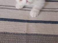 Odd Eyes Yavru Beyaz Renk Erkek Kedimiz