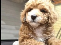 Sevgililer gününe özel a kalite maltipoo bebeklerimiz
