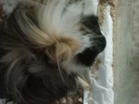 3 aylık ginepig ve tüm malzemeleri dahil