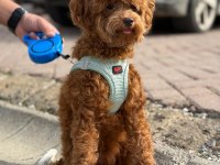 6 aylık erkek poodle