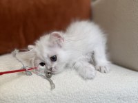 Koyu mavi gözlü aşırı tatlı silver point british longhair