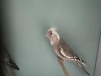 45 Günlük Yeme Yeni Düşen Muhteşem Renk Sultan