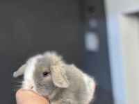 Hollanda lop tavşanlar her ile gönderim var