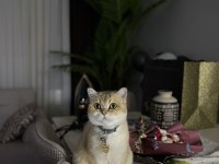 Ücretsiz Sahiplendirme British Shorthair