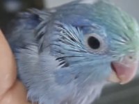 Yavru Turkuaz Erkek Cobalt Forpus Papağanı