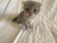 Scottish Fold & Straight Yavrularımız