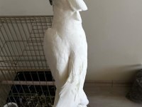 Umbrella Kakadu Full + Full Evcil