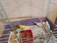 Yerli Ve Rainbow Muhabbet Kuşu Yavrular Ve Anaçlar