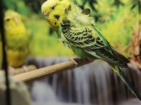 Ücretsiz sahiplendirme japones ev üretimi 2025 doğumlu muhabbet kuşu