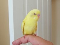 1 Aylık Yavru Dişi Muhabbet Kuşu